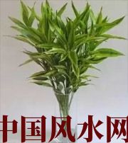 忻州十二生肖养什么植物最旺财运？你知道吗！